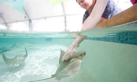 Shedd Aquarium brings back Stingray Touch Exhibit for the summer
